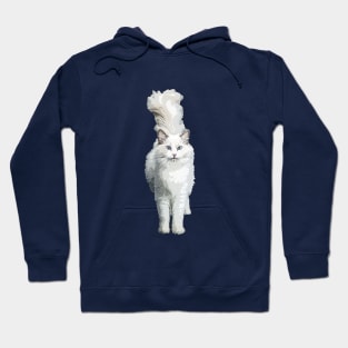 Ragdoll Cat Model Hoodie